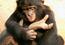 What We Can Learn about Biophilia from Bonobos